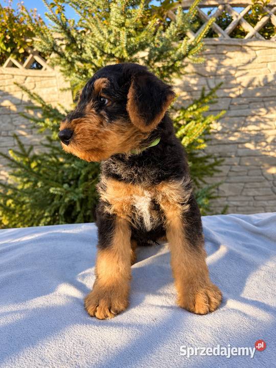 Airedale Terrier szczenięta ZKwPFCI