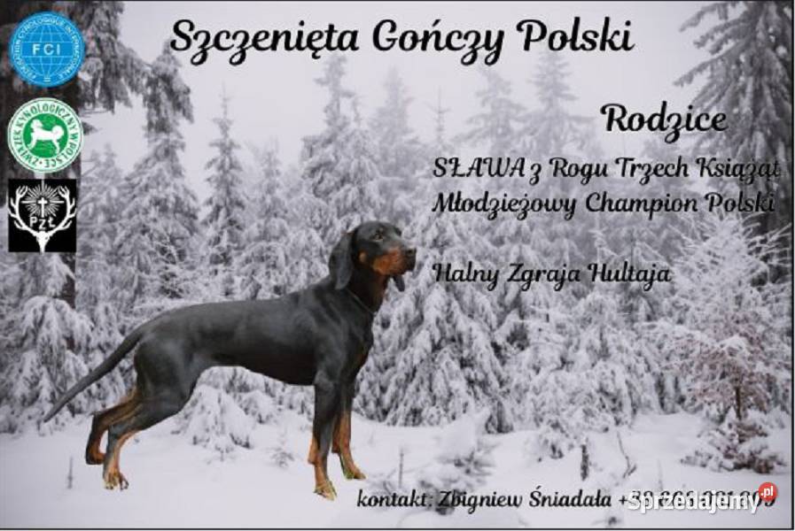 Gończy Polski szczenięta Charzyno
