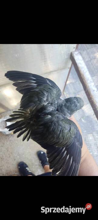 Mnichy nizinne różne mutacje Młode 2025 dorosłe Kalisz