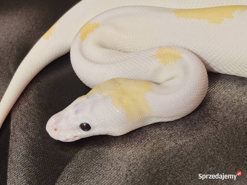 Pytony królewskie Python regius sprzedam
