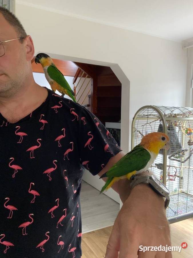 Barwinka białobrzucha oswojona samiec Mysłowice sprzedam