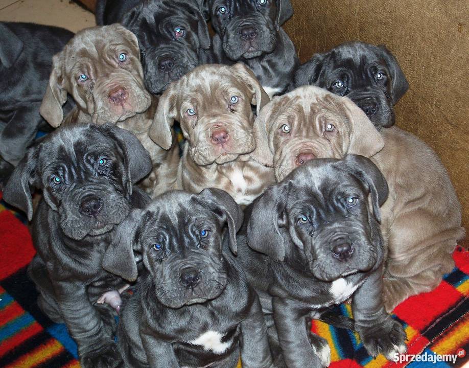 Mastino Napoletano szczenięta Rumia