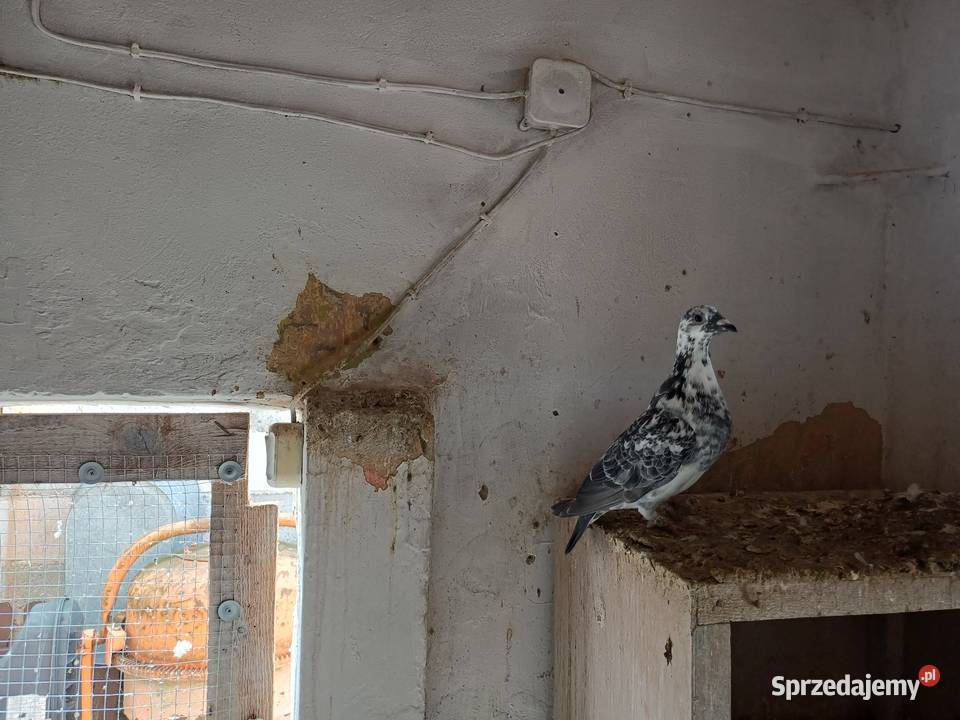 Sprzedam gołębie Wejsce