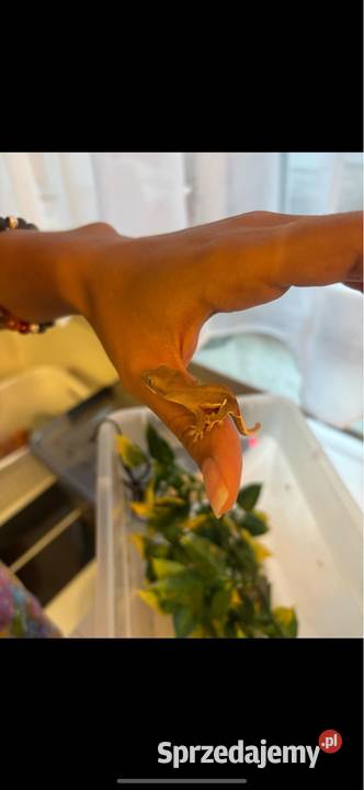 Gekon orzęsiony Łomianki