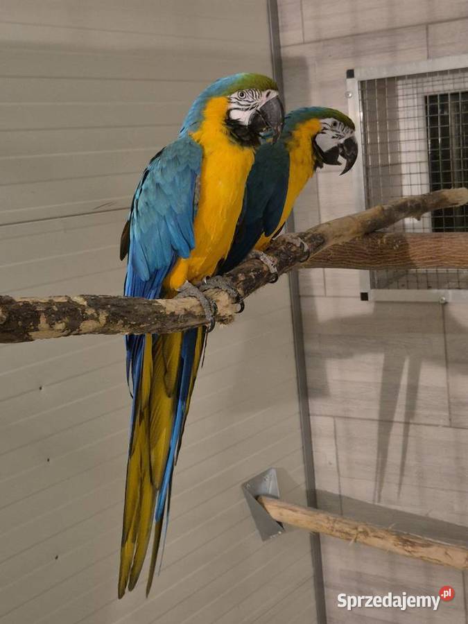 Ara Ararauna para do lęgów Rakoniewice
