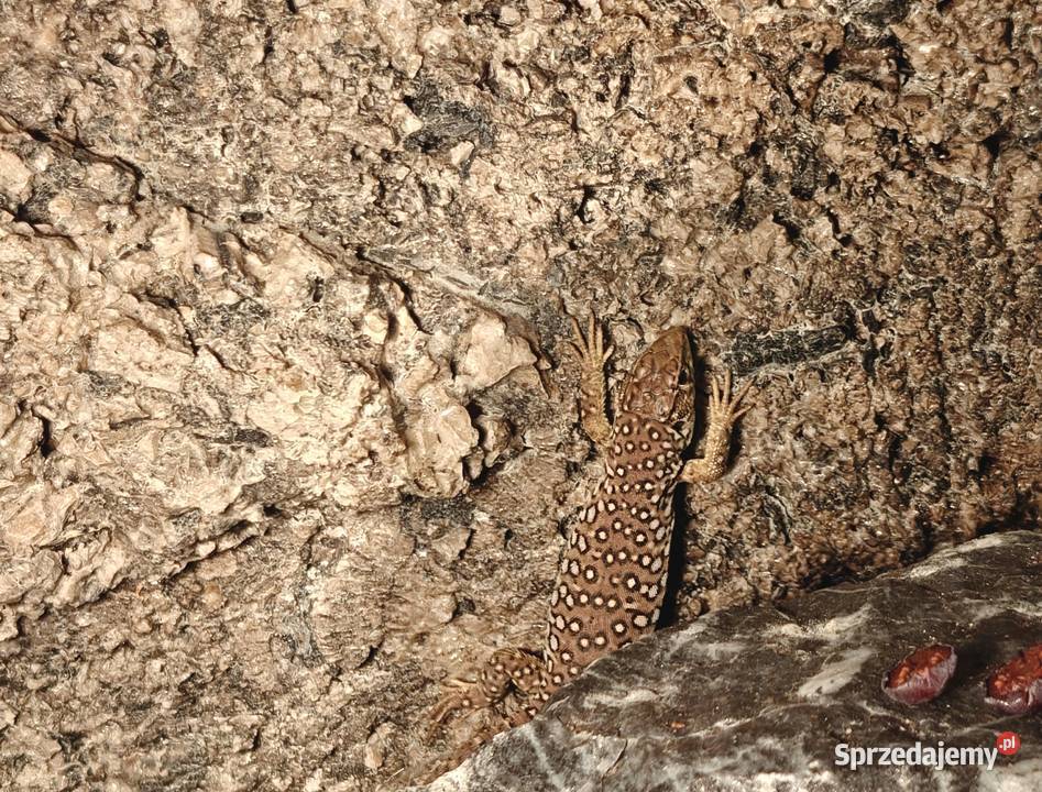 Jaszczurka Perłowa Timon lepidus Piękna i Ksawerów