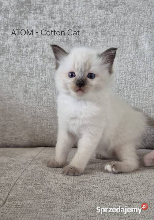 Ragdoll 6cio tygodniowe cuda Siedlce sprzedam