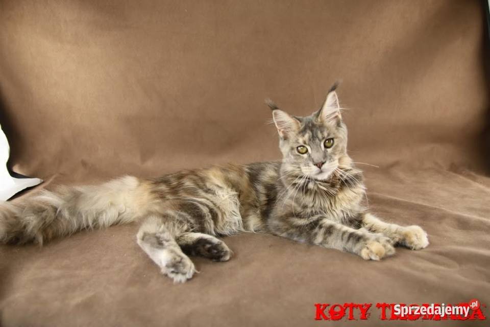 Kotka Maine Coon Tsunami Koty Thomasa Maine Coon Poznań