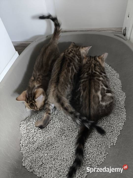 Kotki bengalskie Nielubia