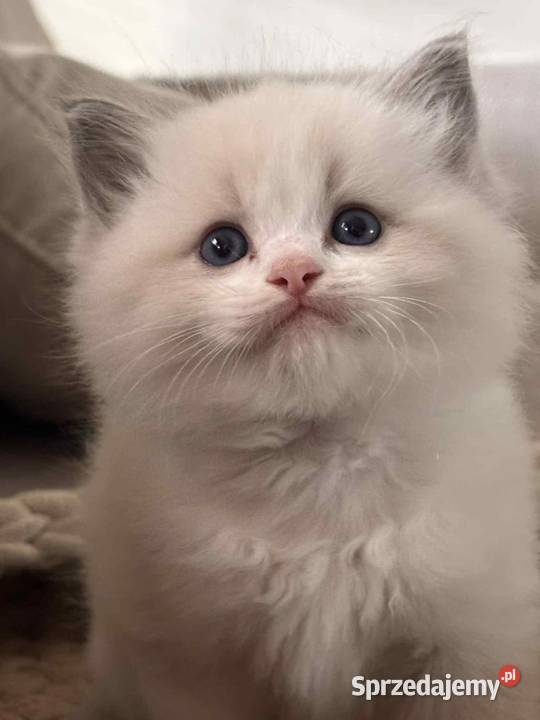 Ragdoll Polska
