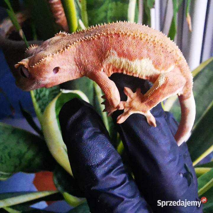 Samica gekona orzesionego phantom lilli white Kraków