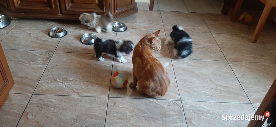 Tybetańskie rozrabiaki Shih Tzu