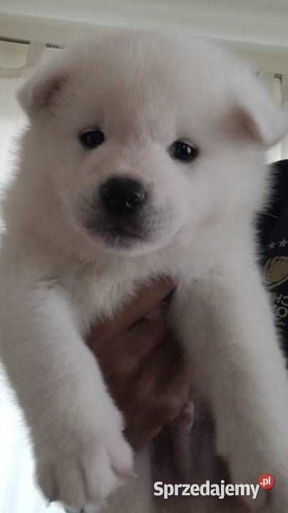 Akita Inu Japoński na sprzedaż zachodniopomorskie Szczecin