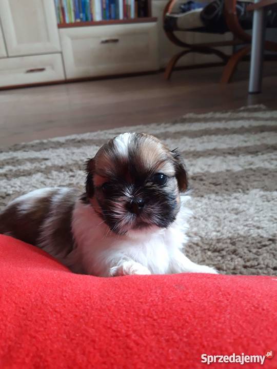 Szczeniaki shih tzu Różan