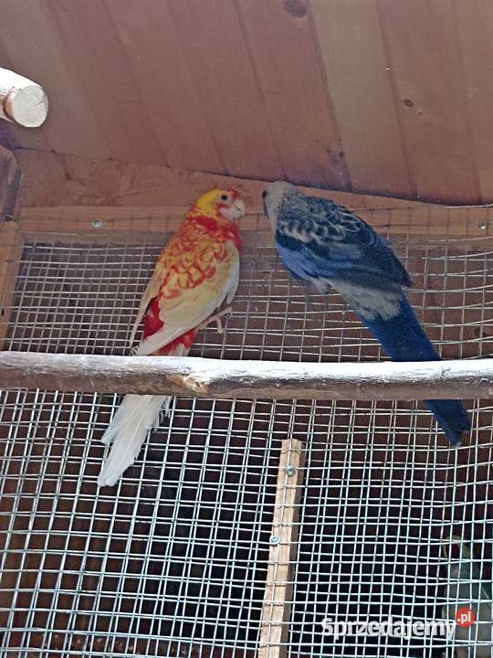 Sprzedam papugi rozelle królewskie aleksandretta Kobyłka