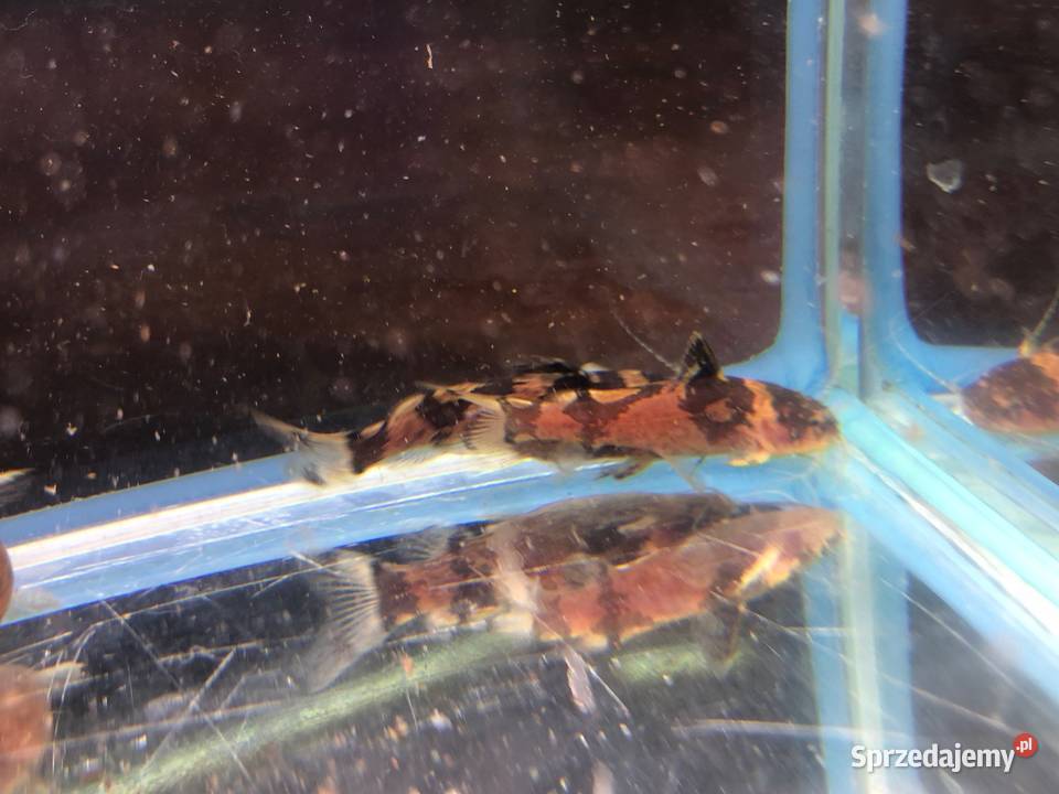 Sum wenezuelski Arlekinek