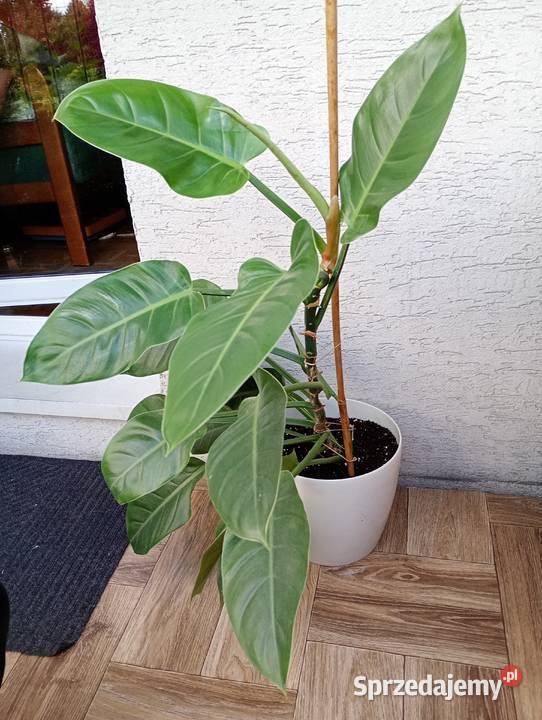 Philodendron Imperial Green duża zdrowa roślina Częstochowa