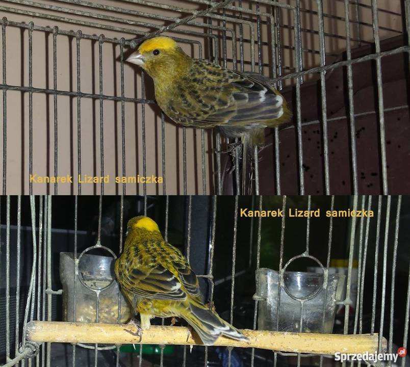 Lizardy samiczki podkarpackie Rzeszów