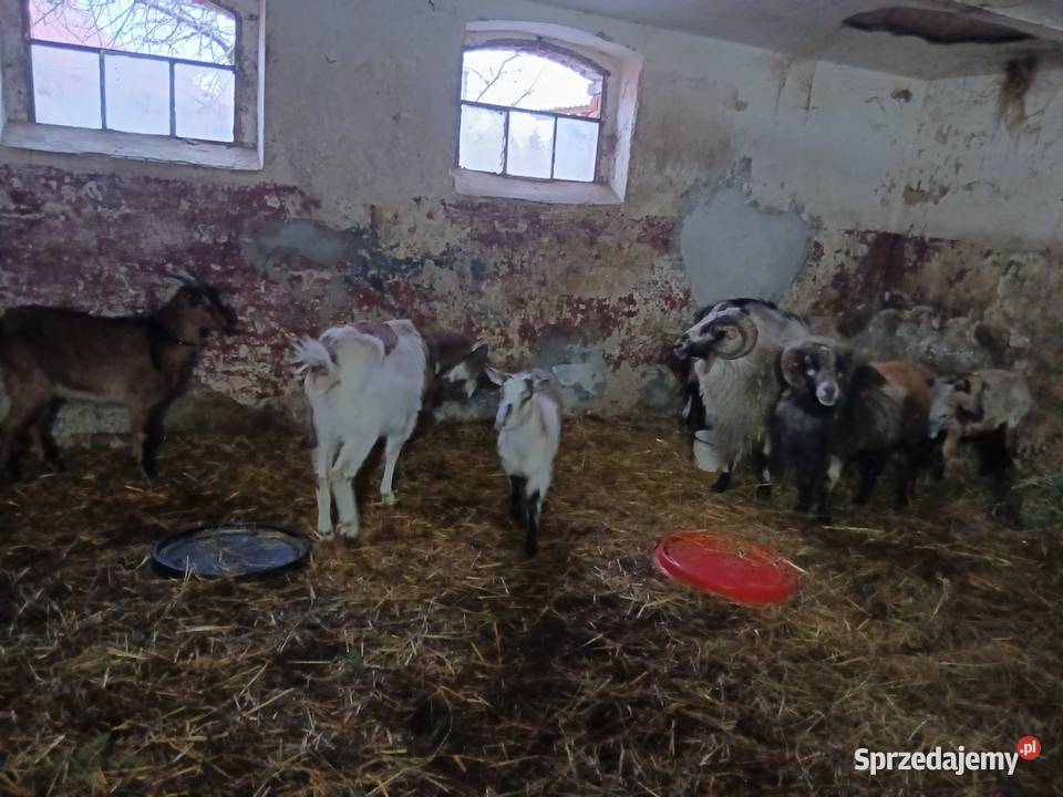 Sprzedam owce baranki tryki kozy kozły Grzymalin