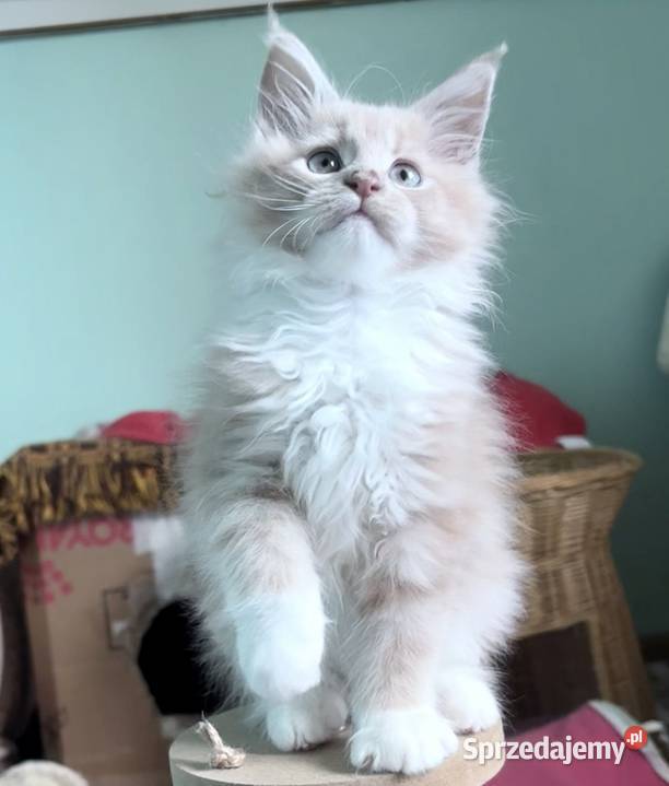 Maine Coon kocięta imporcie Linia Shaded Wińsko