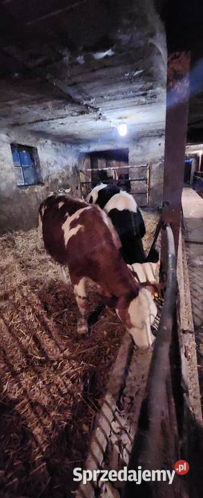 Sprzedam jałówki mięsne simental Rytel sprzedam