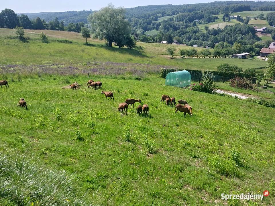 Sprzedam barany barbadosy podkarpackie sprzedam