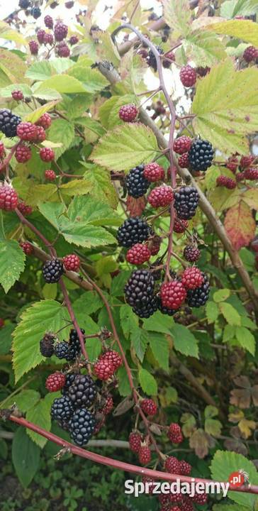 Działka ROD NEPTUN Szosa Polska Szczecin