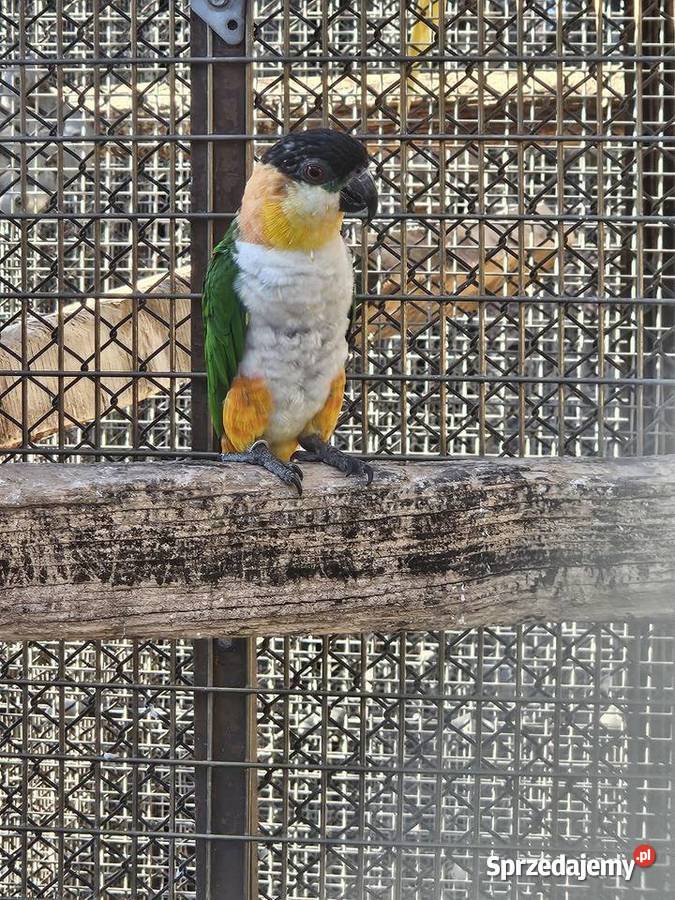 Barwinka czarnogłowa Bydgoszcz