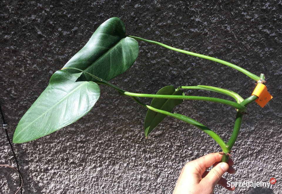 Philodendron filodendron Emerald Queen sadzonka Zielone Kraków sprzedam