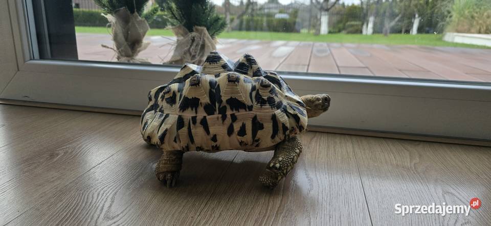 Żółw lamparci lądowy Lębork sprzedam