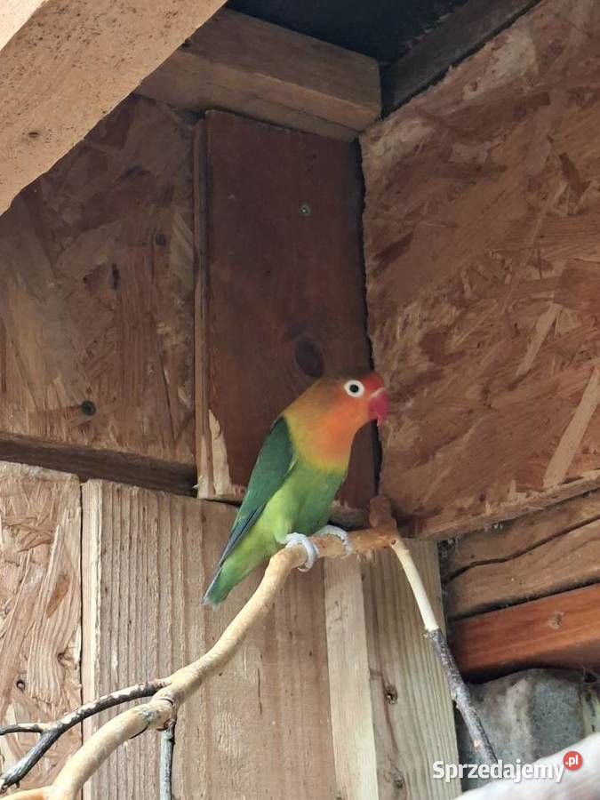 Papugi Nierozlaczki Fisher i czarnoglowki sprzedam