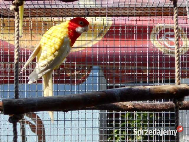 rozele bialolice Zwierzęta Chudów