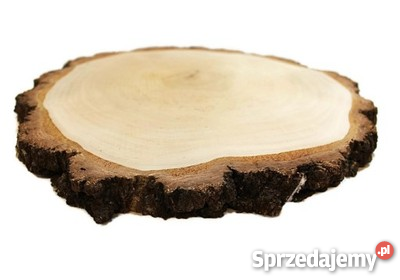 Plastry drewna krążki drewniane brzoza 3240c Rybnik