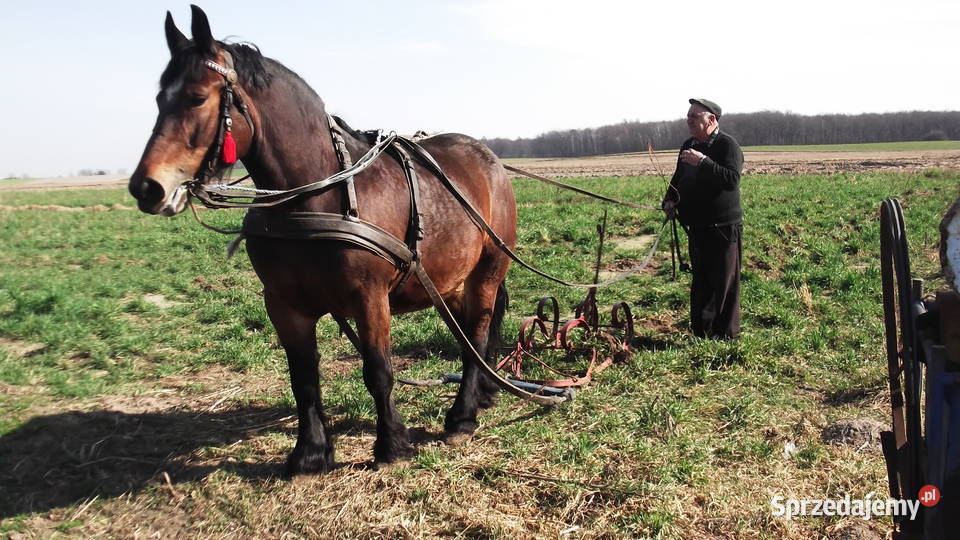 Klacz Zimnokrwista ze Zrebicą 8 miesieczną Warta