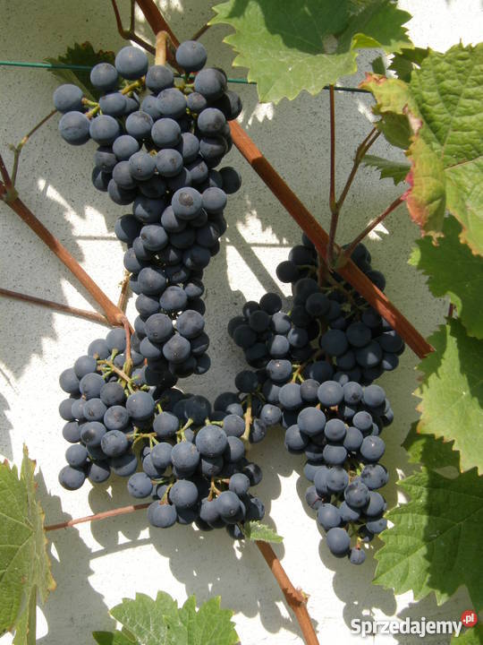 Sadzonki winorośli winogron winnica Kraków Nieznanowice