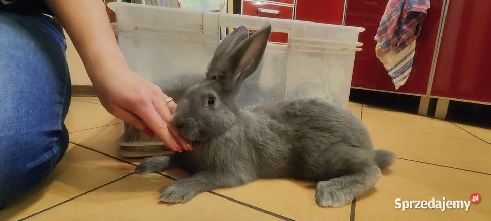 Olbrzym morawski Opole sprzedam