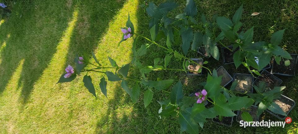 Żółwik ukośny Rośliny Białystok