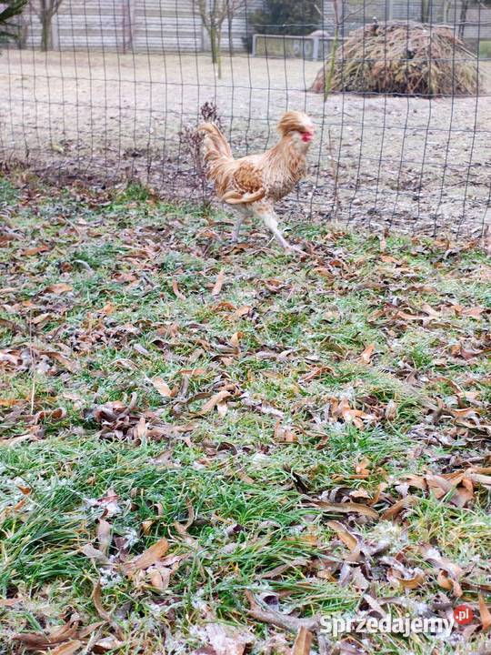 Czubatka wielbłądzia Zduńska Wola