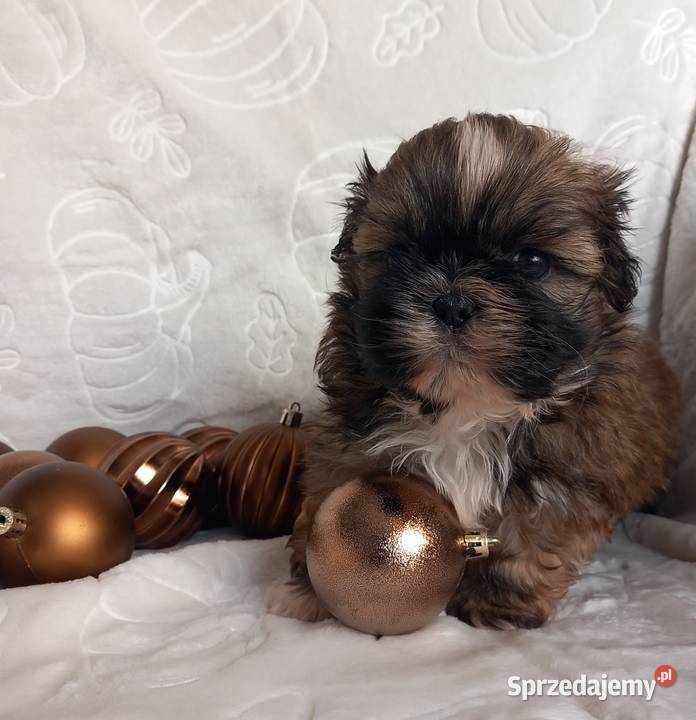 ShihTzu chłopiec odbiór w grudniu opolskie Strzelce Opolskie