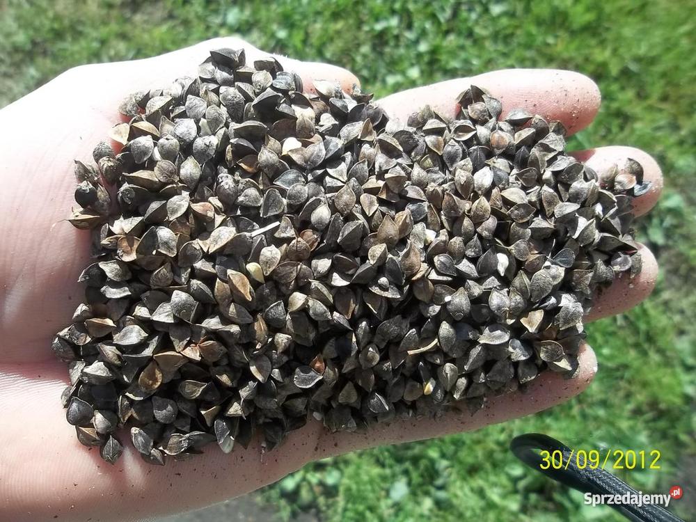 GRYKA TATARKA Stary Cykarzew