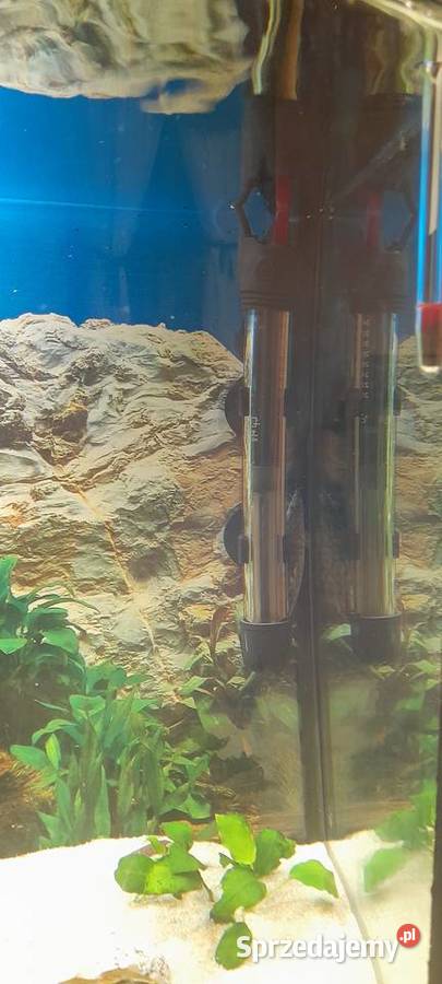 Akwarium Kompletne z rybami 100l Sosnówka sprzedam