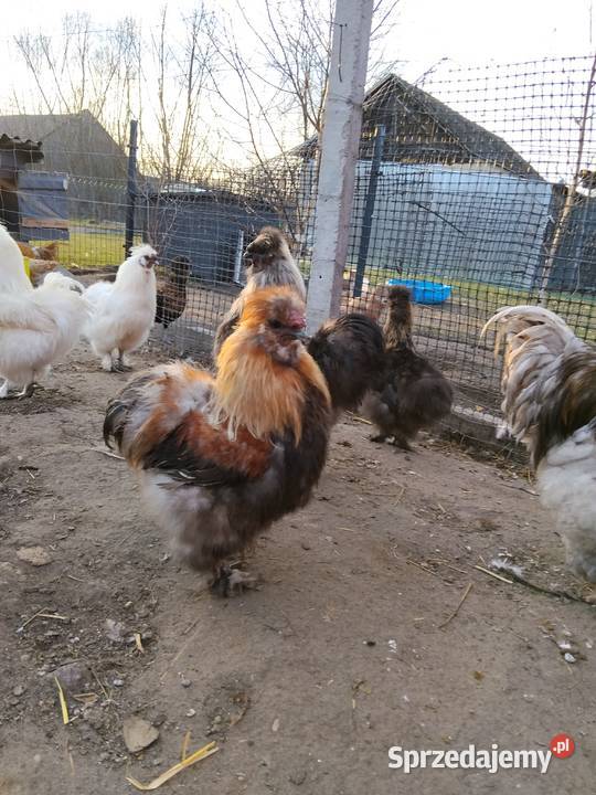 Koguty Silka PROMOCJA Tarnobrzeg sprzedam