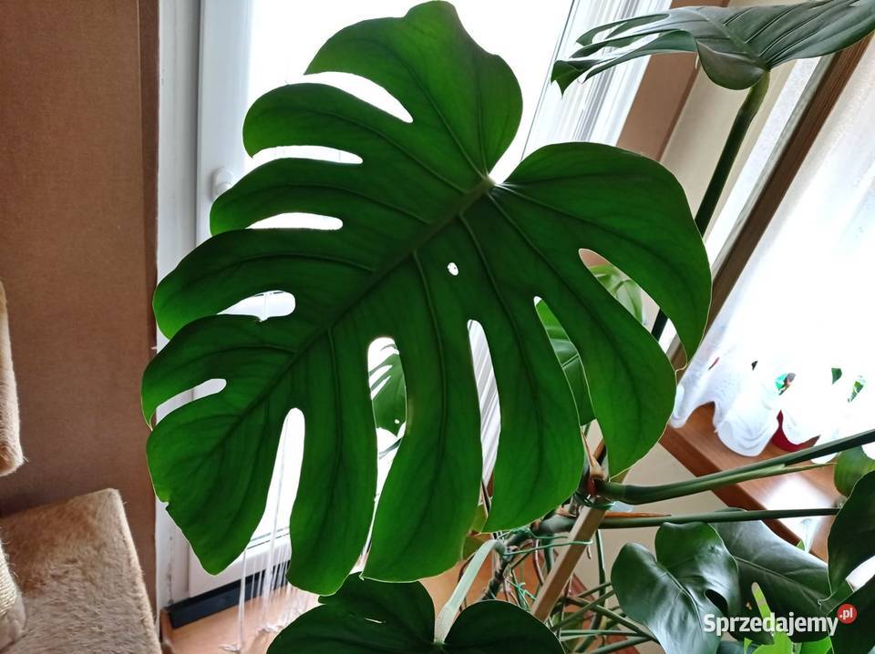 Monstera Deliciosa DZIURAWA wys 140 SUPER stan Sosnowiec sprzedam