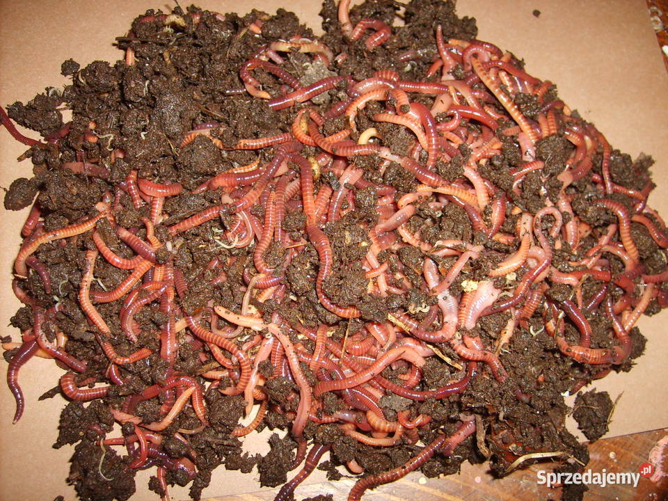 Dżdżownice kalifornijskie Oryginalne Kompostowniki