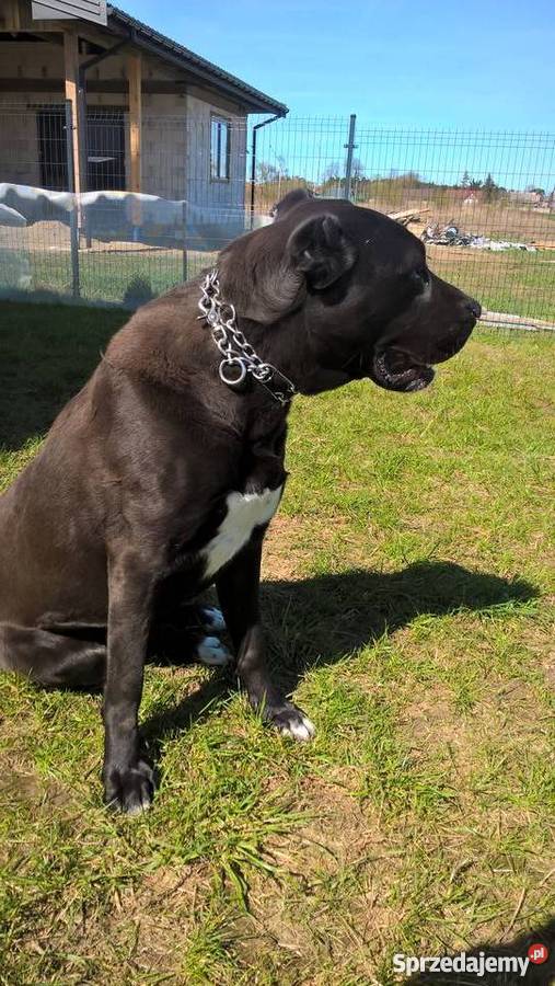 Suka owczarek środkowoazjatycki CAO Siedlce sprzedam