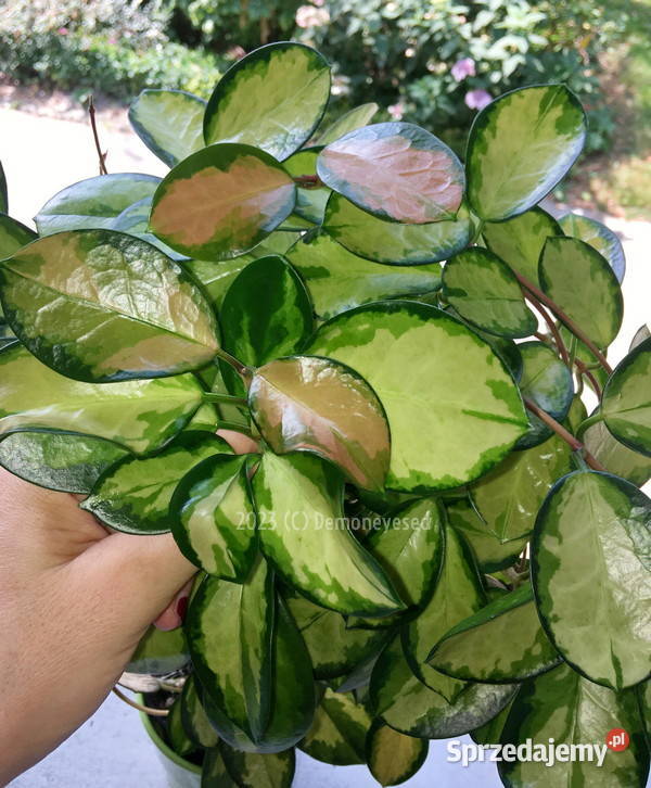Hoja Hoya australis Lisa dorosła Krk osobisty Kraków
