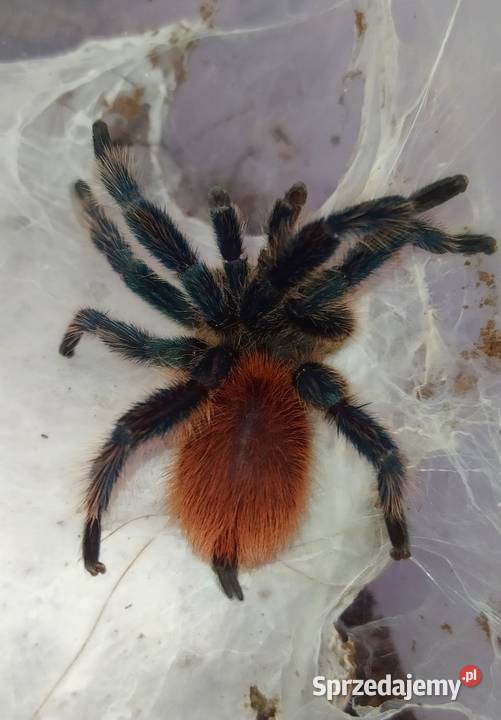 Dolichothele diamantinensis dorosły samiec