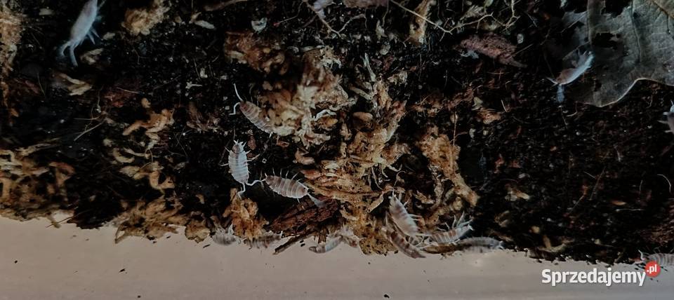 Sprzedam Isopody