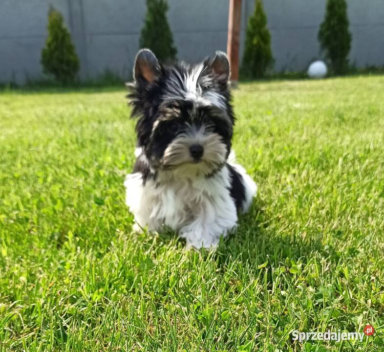 York Biewer Piękny malutki królewicz Rodowodowy Wrocław