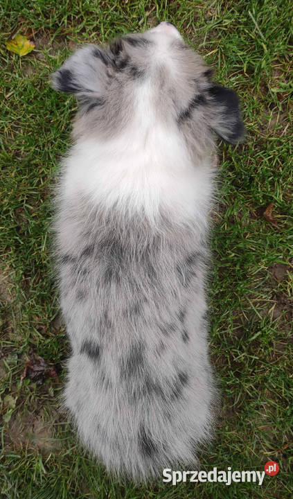 Piękny pies BORDER COLLIE z Hodowli Rasowy z